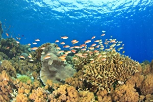 Ring Of Fire Prints: Schooling anthias fishes (Pseudanthius sp. ) pristine shallow hard & soft coral reef