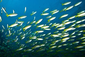 Marine Preserve Prints: Schooling Bigeye Snappers (Lutjanus lutjanus), Richelieu Rock, Surin National Marine Park