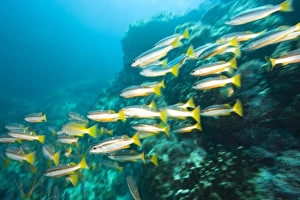 Schooling Bigeye Snappers (Lutjanus lutjanus), Richelieu Rock, Surin National Marine Park