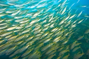 Schooling Bigeye Snappers (Lutjanus lutjanus), Richelieu Rock, Surin National Marine Park