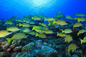 Schooling Bluestripped Snappers (Lutjanus kasmira), North Huvadhoo Atoll, Southern Maldives
