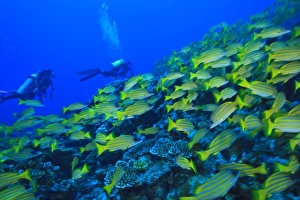 Uninhabited Prints: Schooling Bluestripped Snappers (Lutjanus kasmira)