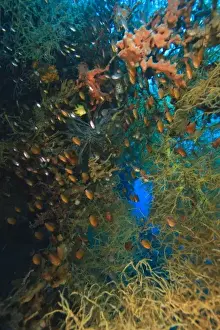 Black Coral Prints: schooling cardinalfish and tropical fish hiding in Black Coral and sponges, Tulamben