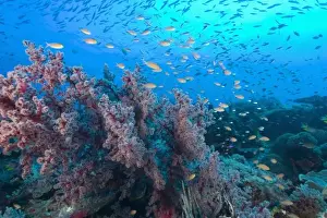 Raja Ampat Prints: schooling Fairy Basslet (Pseudanthias squamipinnis) near gorgonian sea fan plus many