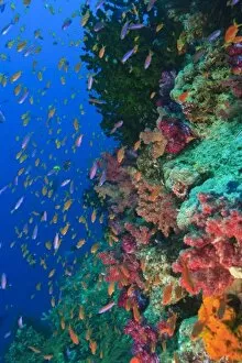Images Dated 14th November 2005: Schooling Fairy Basslets (Pseudanthias squaminipinnis), Vibrant & Colorful, healthy Coral Reef