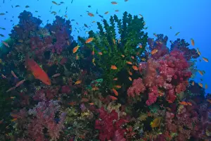 Images Dated 12th November 2005: schooling Fairy Basslets (Pseudanthias squamipinnis) near Soft Corals (Dendronepthya sp