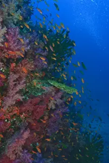schooling Fairy Basslets (Pseudanthias squamipinnis) near Soft Corals (Dendronepthya sp