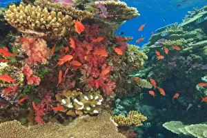 Images Dated 12th November 2005: schooling Fairy Basslets (Pseudanthias squamipinnis) near Soft Corals (Dendronepthya sp