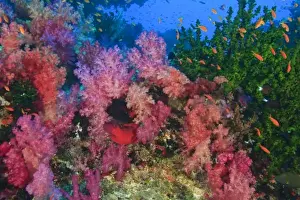 schooling Fairy Basslets (Pseudanthias squamipinnis) near Soft Corals (Dendronepthya sp