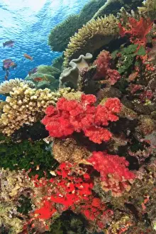 Images Dated 12th November 2005: schooling Fairy Basslets (Pseudanthias squamipinnis) near Soft Corals (Dendronepthya sp