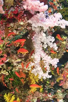 Images Dated 12th November 2005: schooling Fairy Basslets (Pseudanthias squamipinnis) near Soft Corals (Dendronepthya sp
