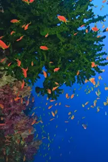 Images Dated 12th November 2005: schooling Fairy Basslets (Pseudanthias squamipinnis) near Soft Corals (Dendronepthya sp