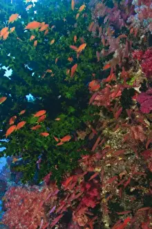 Images Dated 12th November 2005: schooling Fairy Basslets (Pseudanthias squamipinnis) near Soft Corals (Dendronepthya sp