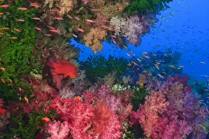 Images Dated 12th November 2005: schooling Fairy Basslets (Pseudanthias squamipinnis) near Soft Corals (Dendronepthya sp