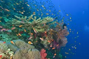 Schooling Fairy Basslets (Pseudanthias squamipinnis) near Vibrant & Colorful, healthy Coral Reef