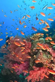 Schooling Fairy Basslets (Pseudanthias squamipinnis) near Vibrant & Colorful, healthy Coral Reef