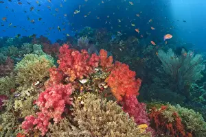 Schooling Fairy Basslets (Pseudanthias squamipinnis) Raja Ampat region of Papua