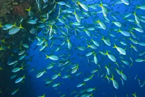 Raja Ampat Prints: schooling fish, fusiliers, Raja Ampat region of Papua (formerly Irian Jaya)