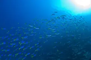 Sulawesi Prints: schooling fusiliers, Scuba Diving at Tukang Besi / Wakatobi Archipelago Marine Preserve