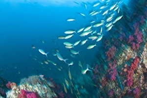 Cluster Prints: Schooling Lunar Fusiliers (Caesio lunaris), Richelieu Rock, Surin National Marine Park