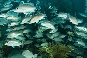 Images Dated 4th May 2004: Schooling Mahogany Snappers & Grunts, Hol Chan Marine Park, Ambergris Caye, Belize