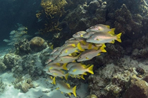 Images Dated 29th May 2015: Schoolmaster (Lutjanus apodus), Halfmoon Caye, Lighthouse Reef Atoll, Belize, Central