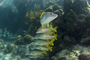 Caye Prints: Schoolmaster (Lutjanus apodus), Halfmoon Caye, Lighthouse Reef Atoll, Belize, Central