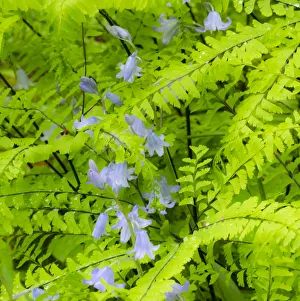 Victoria Prints: Scilla and maiden hair ferns