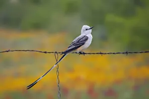 Barbed Wire Prints: Scissor tailed flycatcher near Corpus Christi, Texas