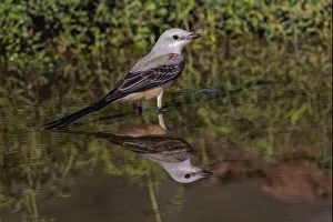 Bathing Prints: Scissor-tailed flycatcher, Rio Grande Valley, Texas