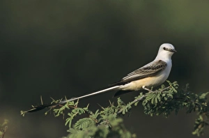 Farm Land Prints: Scissor-tailed Flycatcher, Tyrannus forficatus, male, Starr County, Rio Grande Valley