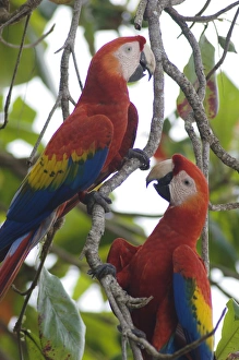 Images Dated 11th December 2006: SCMA, 006, Rolf N, Scarlet Macaw
