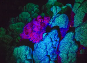 Scorpionfish, Dusk Fluorescing, Red Sea, Egypt, Middle East