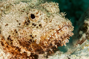 Scorpionfish portait, Boniare, N. A