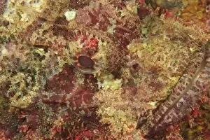 Scorpionfish (Scorpaenopsis oxycephalus) face detail, Banda Sea, Indonesia