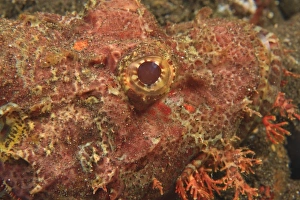 Images Dated 31st August 2007: Scorpionfish, Tulamben, North Bali, Indonesia