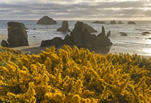 Sea Stack Prints: Scotchbroom and seastacks, Bandon, Oregon