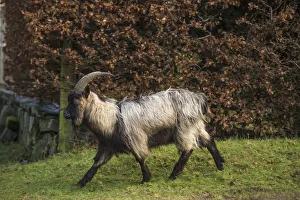 Scotland. Dutch landrace goat walking