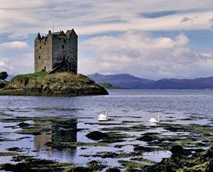 Scotland, Highland, Wester Ross, Stalker Castle. Mute swans paddle by Stalker Castle