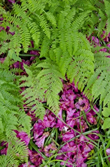 Images Dated 28th May 2011: Scotland, Inner Hebrides, Isle of Skye. Armadale Castle Gardens