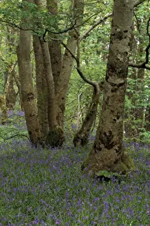 Images Dated 29th August 2003: Scotland, Isle of Skye, Ardvasar. Forest landscape with bluebells
