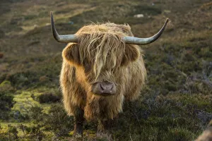 Images Dated 6th November 2020: Scotland, The Isle of Skye. Close-up of highland cow