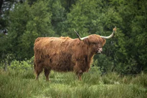 Images Dated 5th November 2020: Scotland, The Isle of Skye. Close-up of highland cow