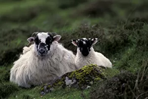 Images Dated 17th October 2003: Scotland, Isle of Skye. Sheep