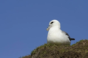 Scotland, St. Kilda Islands, Outer Hebrides. Historic island of Hirta. Nesting fulmar (WILD