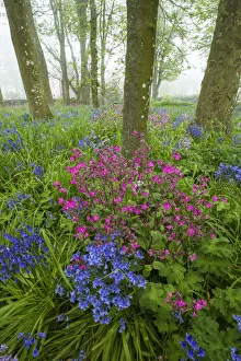 Scotland. Wildflower scenic