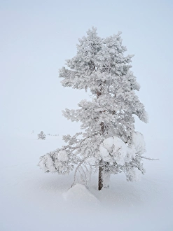 Mystical Prints: Scots pine also called Scotch pine