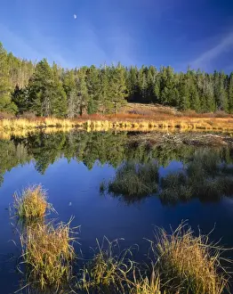 Golden Prints: a Scott T. Smith 435 753-3446 All Rights Reserved UTAH, USA. Moon above beaver