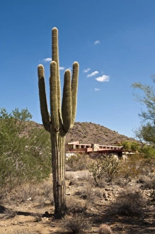 Scottsdale, Arizona. Saguaro cactus at Taliesin West, Frank Lloyd Wrights winter home
