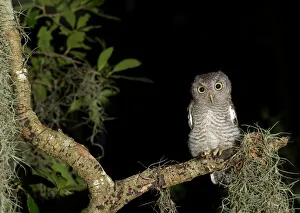 Screech Owl Prints: Screech owl fledglings, Otus asio, in gray phase, wild, Florida